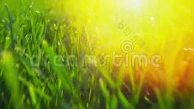 清新的绿草自然底色质感，草坪为底色.. 阳光的照耀